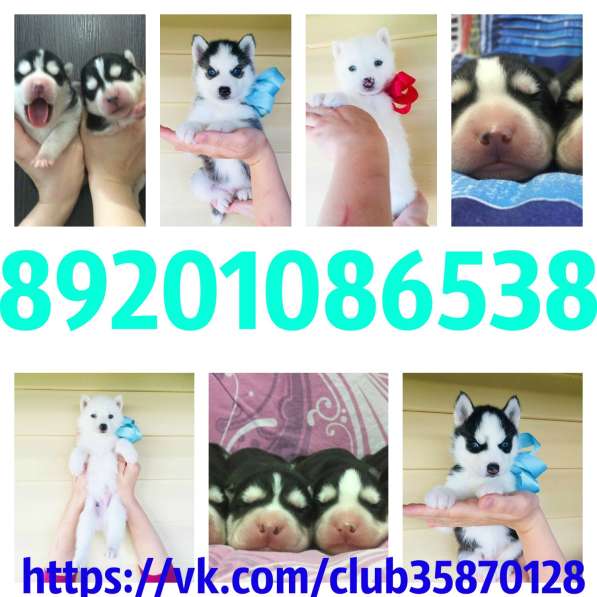 Щеночки хаски черно-белые и белоснежные в Гаврилов-яме