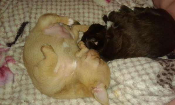 Щеночки чихи в Тюмени фото 5