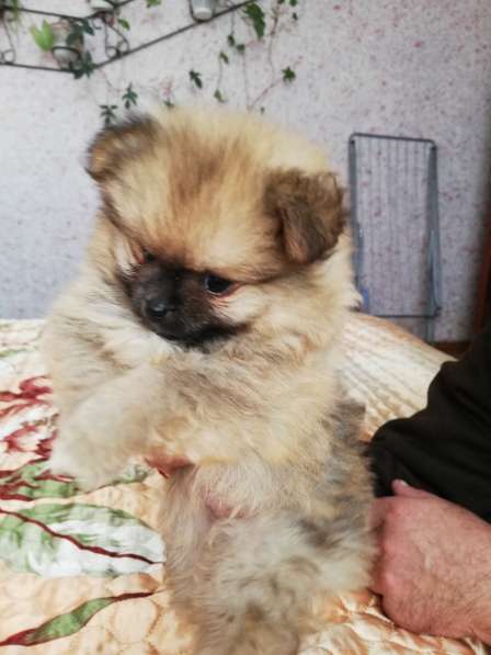 Шикарные щенки померанского шпица из питомника - медвежий ти в фото 30