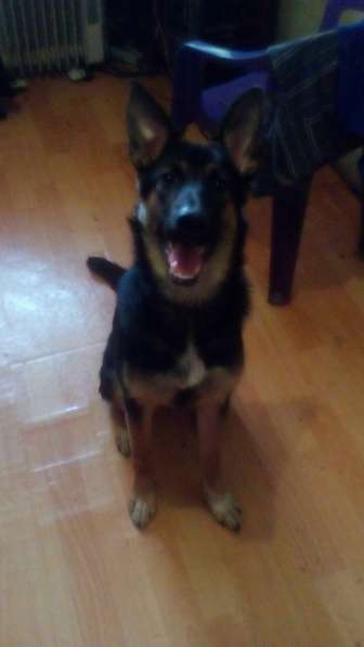 Отдам даром в хорошие руки в Москве