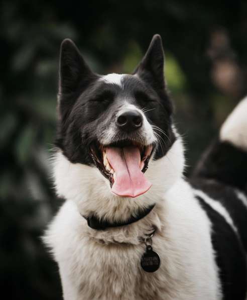 Красивый пёс Рэнди в добрые руки! в Москве фото 17