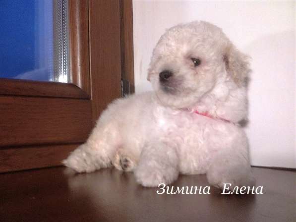 Мальчик карликового пуделя в Москве