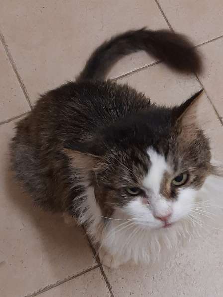 Одинокий котик роскошной внешности ищет дом в Санкт-Петербурге фото 13