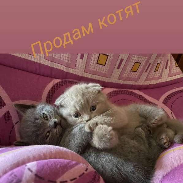 Британские котята