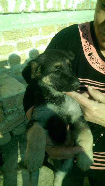 Продаются щенков ВЕО в Евпатории фото 22