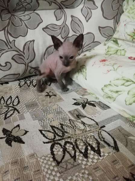 Котенок донского сфинкса в Вологде фото 6