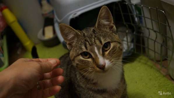 Котёнок Леон в Москве фото 11