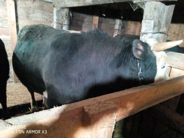 Продам быков от 500-700кг 8 шт в Волгограде фото 6