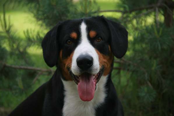 Entlebucher sennenhund в 