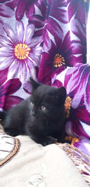 Котёнок отдам даром в Воронеже фото 3