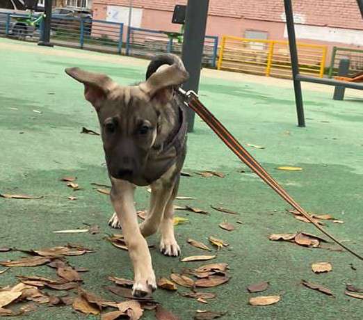 Щенки очень ждут своего человека в Москве фото 15