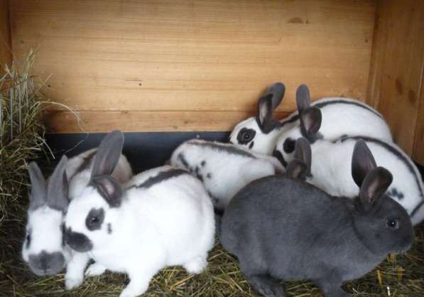Продажа кроликов в Краснодаре фото 4
