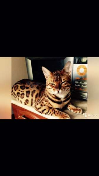 Продажа бенгальских котят