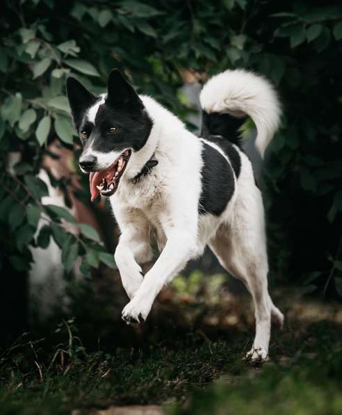 Красивый пёс Рэнди в добрые руки! в Москве фото 16