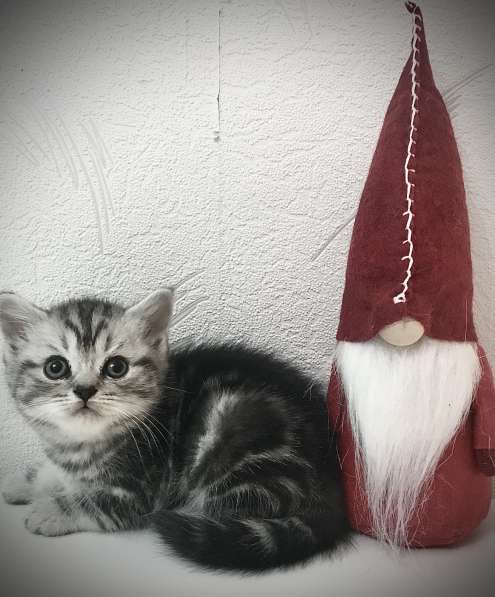 Пушистые подарочки к Рождеству, шотландские котята в фото 7