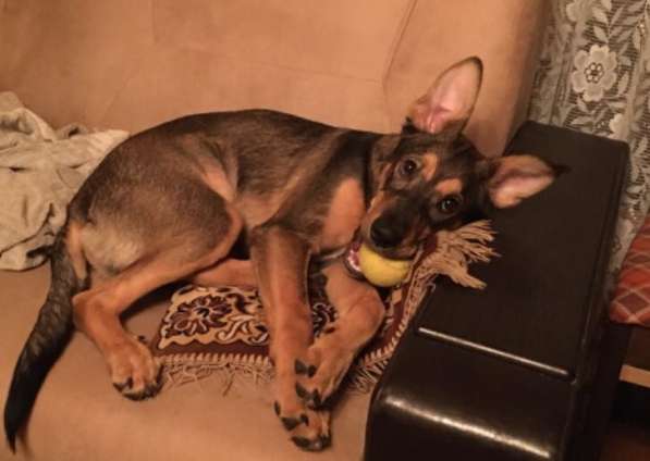 Щенок срочно ищет дом