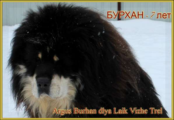 Тибетский мастиф - лучший страж на территории в Москве фото 102