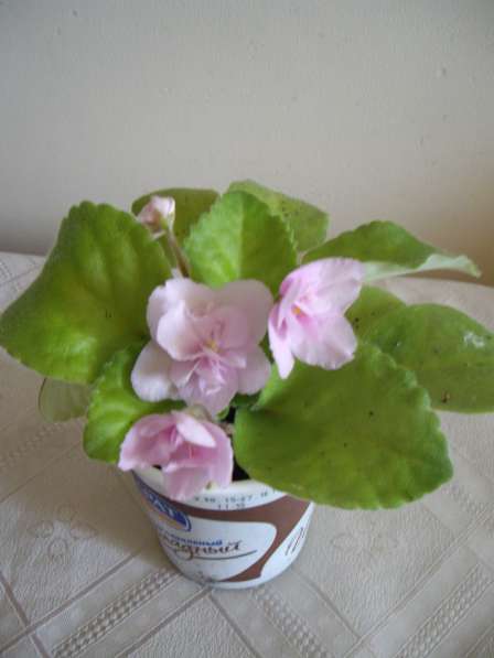 Фиалка розовая полумахровая, розетка в Москве фото 4