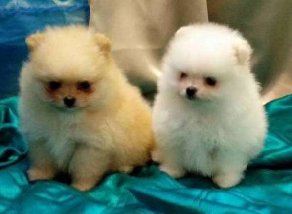 Шикарные щенки померанского шпица из питомника - медвежий ти в фото 28