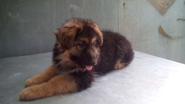 Щенок немецкой овчарки девочка с родословной в Симферополе фото 19