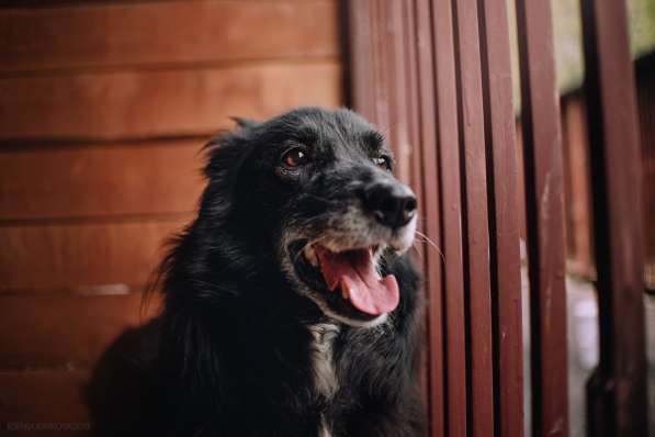 Весёлая, ласковая Чукча ищет семью в Москве фото 39