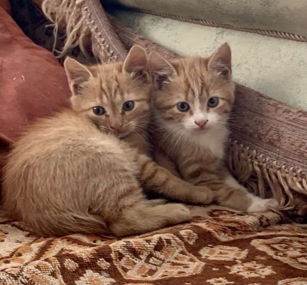 Котята и мама кошечка ищут любящих хозяев в Абинске фото 10