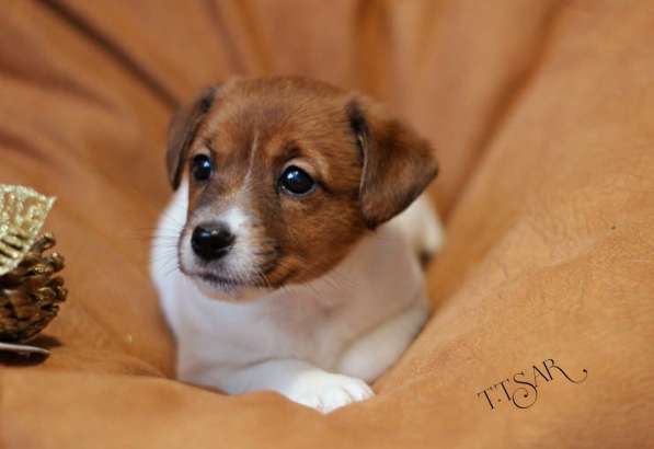 Щенки Джек Рассел терьер с родословной в Москве фото 5