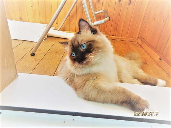 Невский маскарадный котенок
