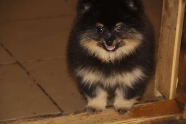 Щенки шпица в Раменское фото 17