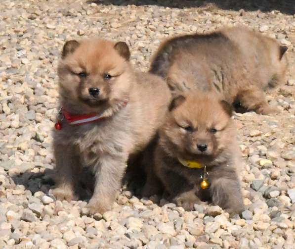 Щенки финского шпица / карело-финской лайки