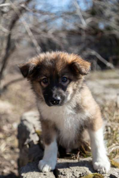 Щенок в добрые руки Алик в Санкт-Петербурге фото 10