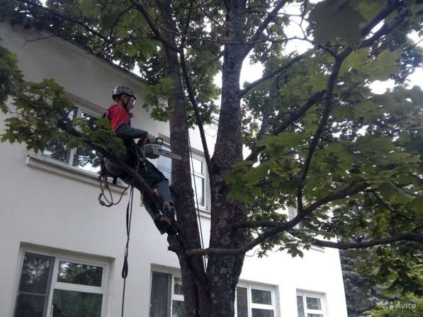 Вырубка деревьев в городе в Новосибирске