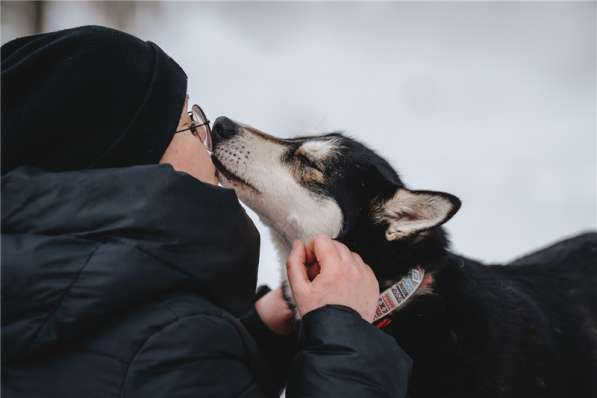 Супер-собака Урса в добрые руки! в Москве фото 14