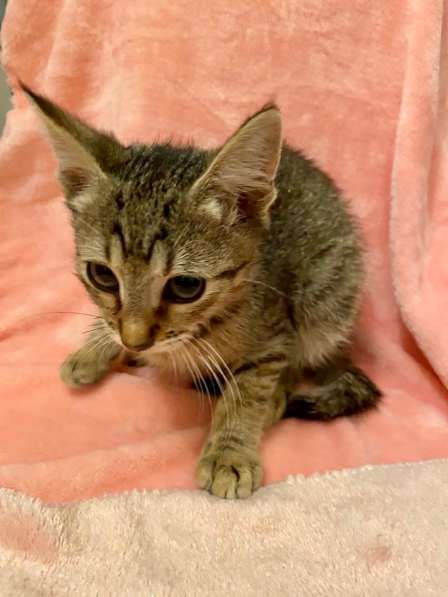 Котенок Мики - лучистое счастье в дар в Москве фото 3