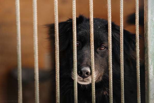 Весёлая, ласковая Чукча ищет семью в Москве фото 57