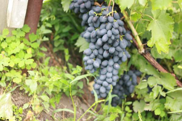 Продам саженцы винограда в Омске фото 4