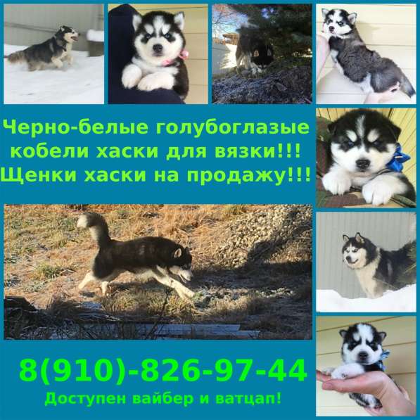 Шикарные Кобели Хаски и щеночки Хаски в Ярославле