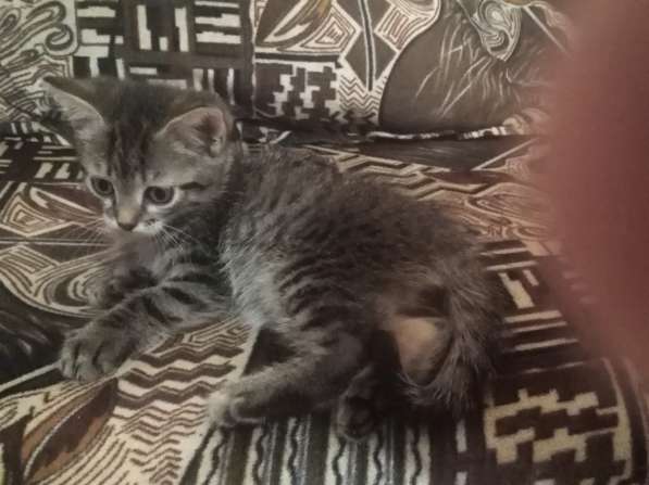 Котята в Сергиевом Посаде