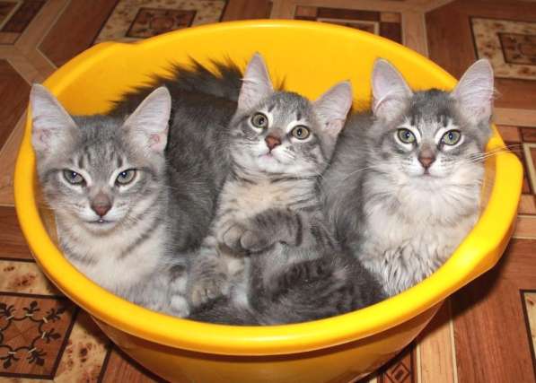 Серые мурлыки, котята в добрые руки в Калуге фото 21