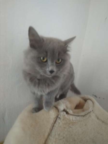 Красивые кошки в Бахчисарае фото 12