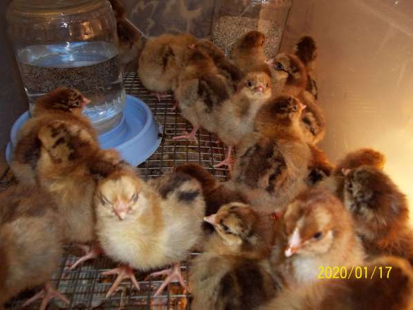Инкубационное яйцо и цыплята Кучинской Юбилейной в Ивантеевка фото 6