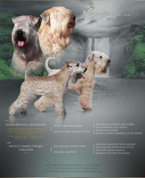 Щенки Ирландского Мягкошерстного Пшеничного терьера в 