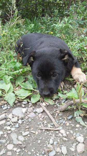 Щенки ищут хозяина в Красноярске фото 10