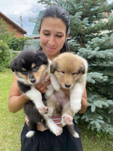 Щенок колли длинношёрстный в Екатеринбурге фото 27