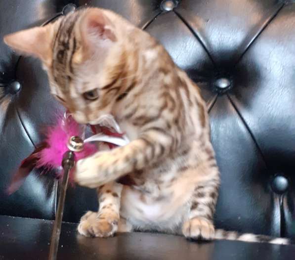 Бенгальская девочка в Москве фото 7