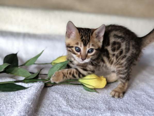 Предлагаются Бенгальские котята из питомника с документами в фото 47