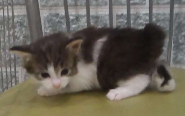 Котята курильского бобтейла в Пензе фото 19