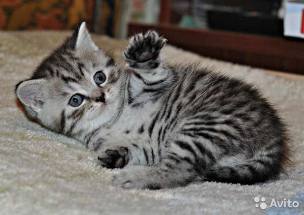 Котята-вислоухие и прямоухие в Костроме фото 9