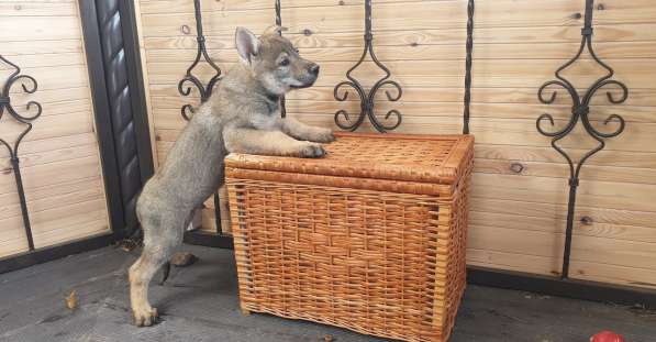 Чехословацкая волчья собака, щенки в Калуге фото 10