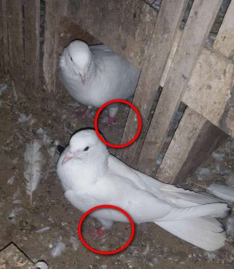 ✔ ✔ ✔ Кольца меточные для кольцевания птиц 50 шт 8мм. ✔ ✔ ✔ в Астрахани фото 9